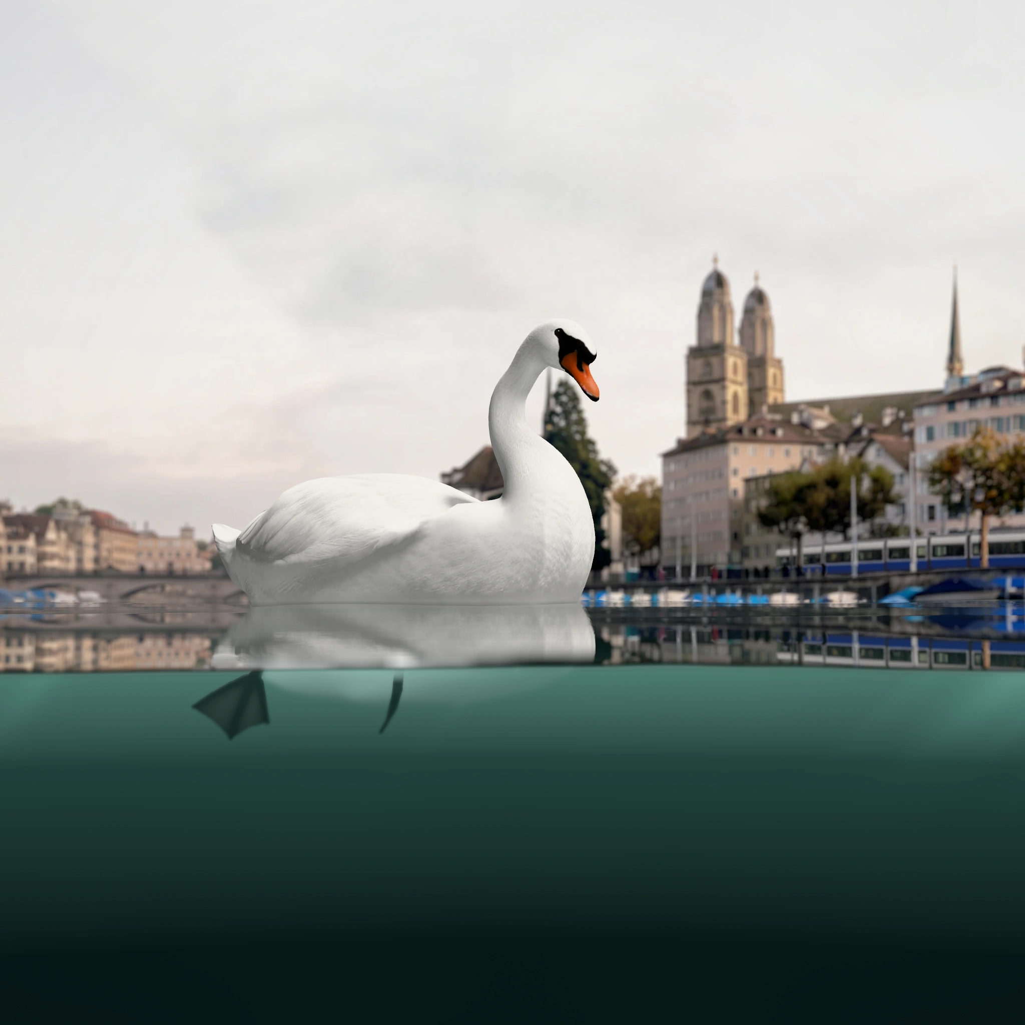 A swan glides on the Limmat below the old town of Zurich; under the water its feet paddle hard.