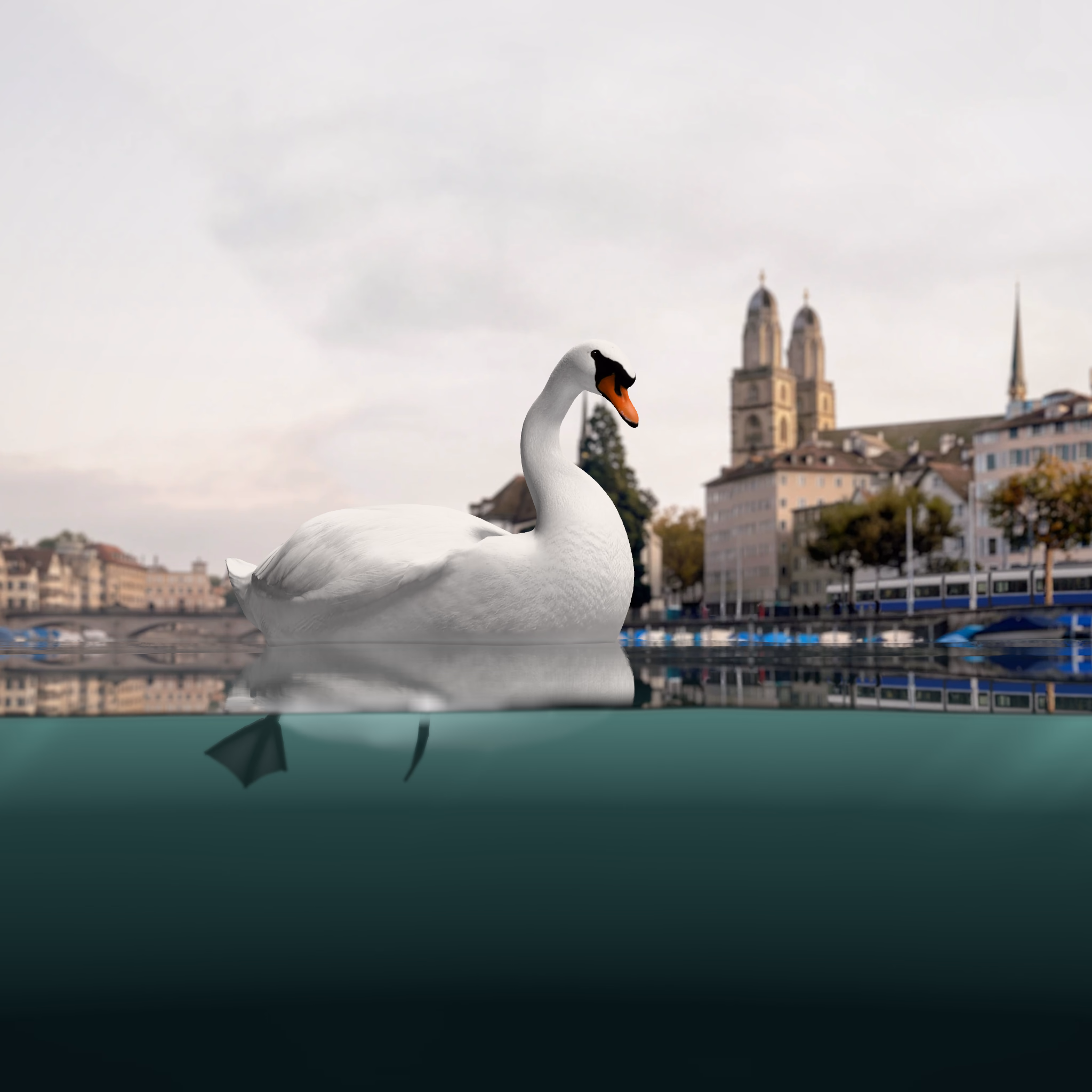A swan glides on the Limmat below the old town of Zurich; under the water its feet paddle hard.