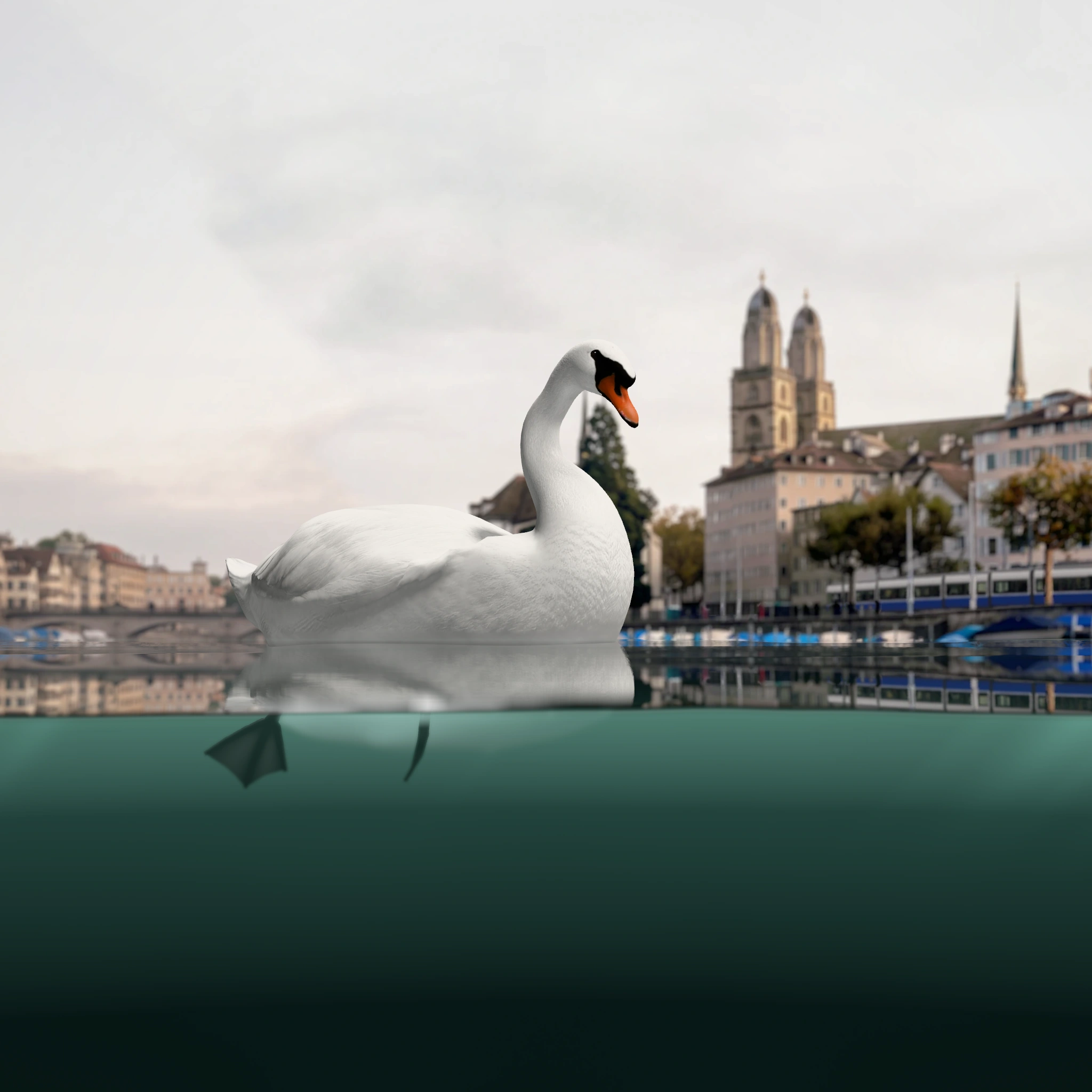 A swan glides on the Limmat below the old town of Zurich; under the water its feet paddle hard.